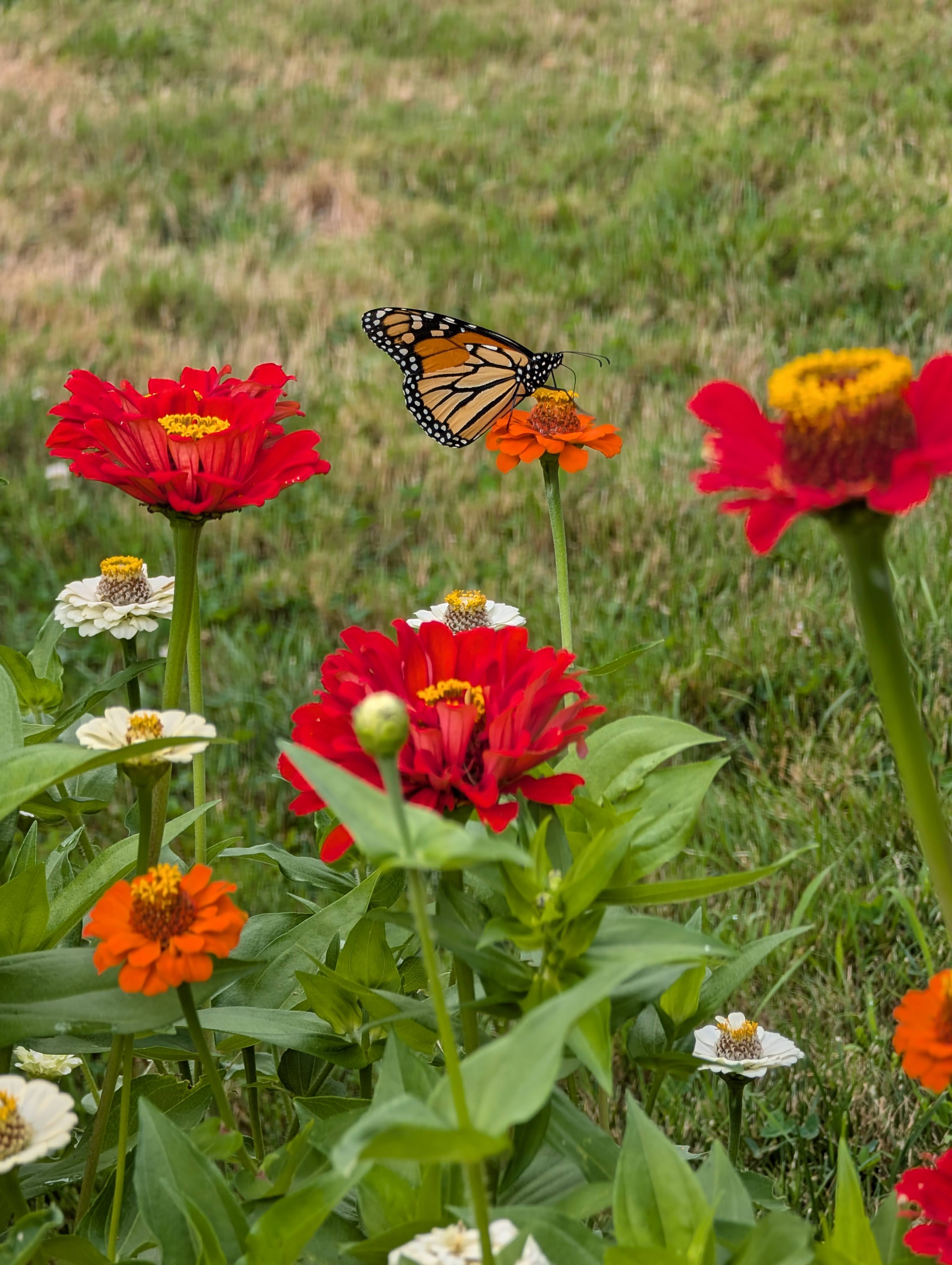 butterfly on zinnias